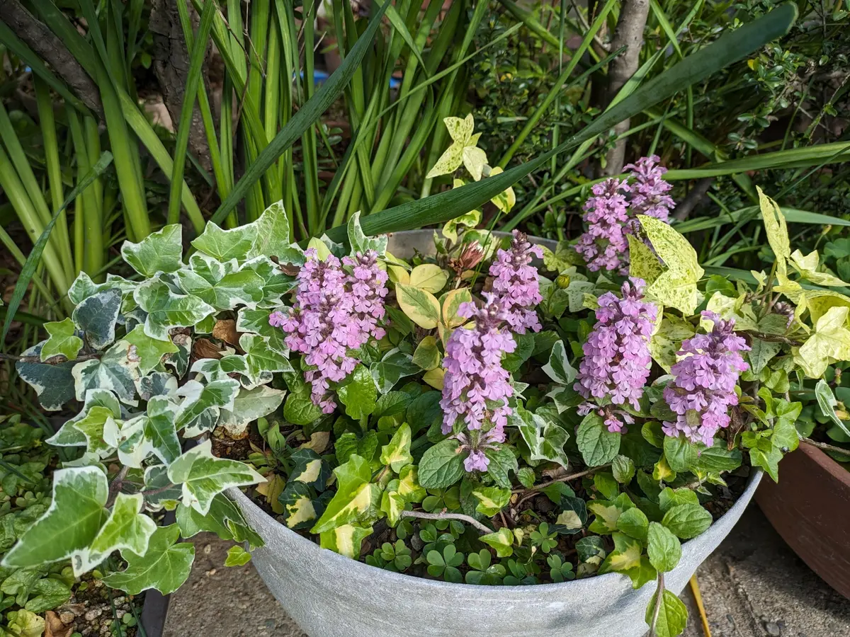寄せ植えの鉢にピンクのアジュガも咲い「大好きな花たち No5」の