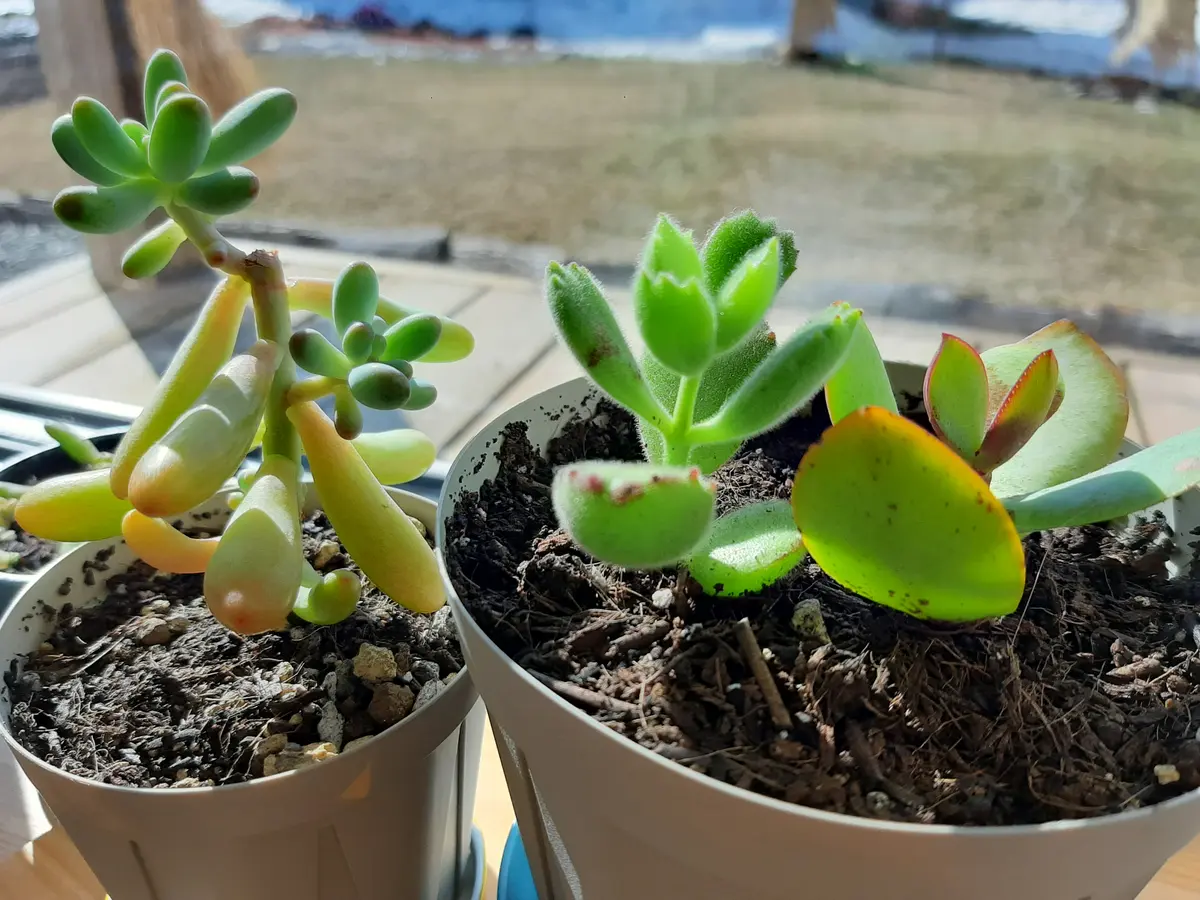 恋心 ブルーバード 熊童子すくすくと。「室内の植物」のアルバム
