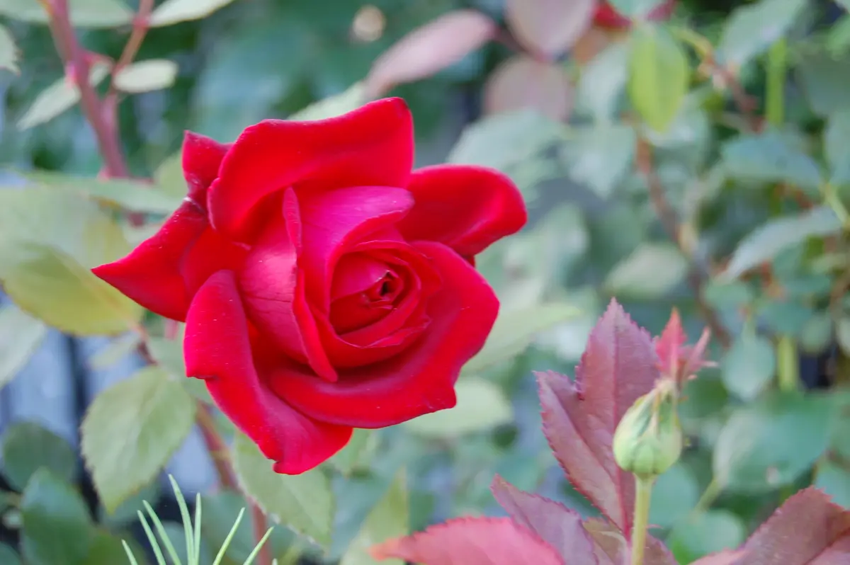 5/18ずっと昔からある剣弁高芯咲きの赤「バラとクレマチス 2024」の