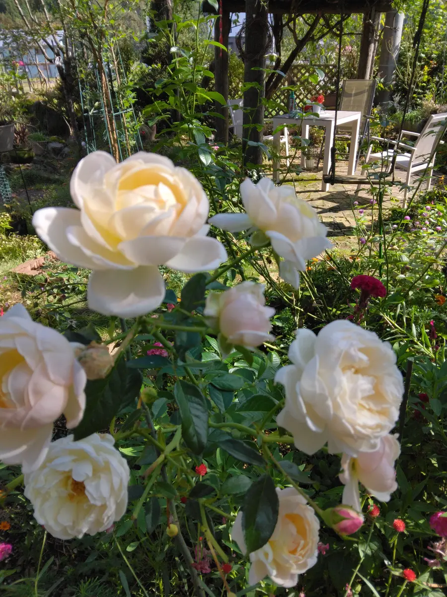 ホワイトゴールド淡いオフホワイトの「バラ🌹」のアルバム-みんなの