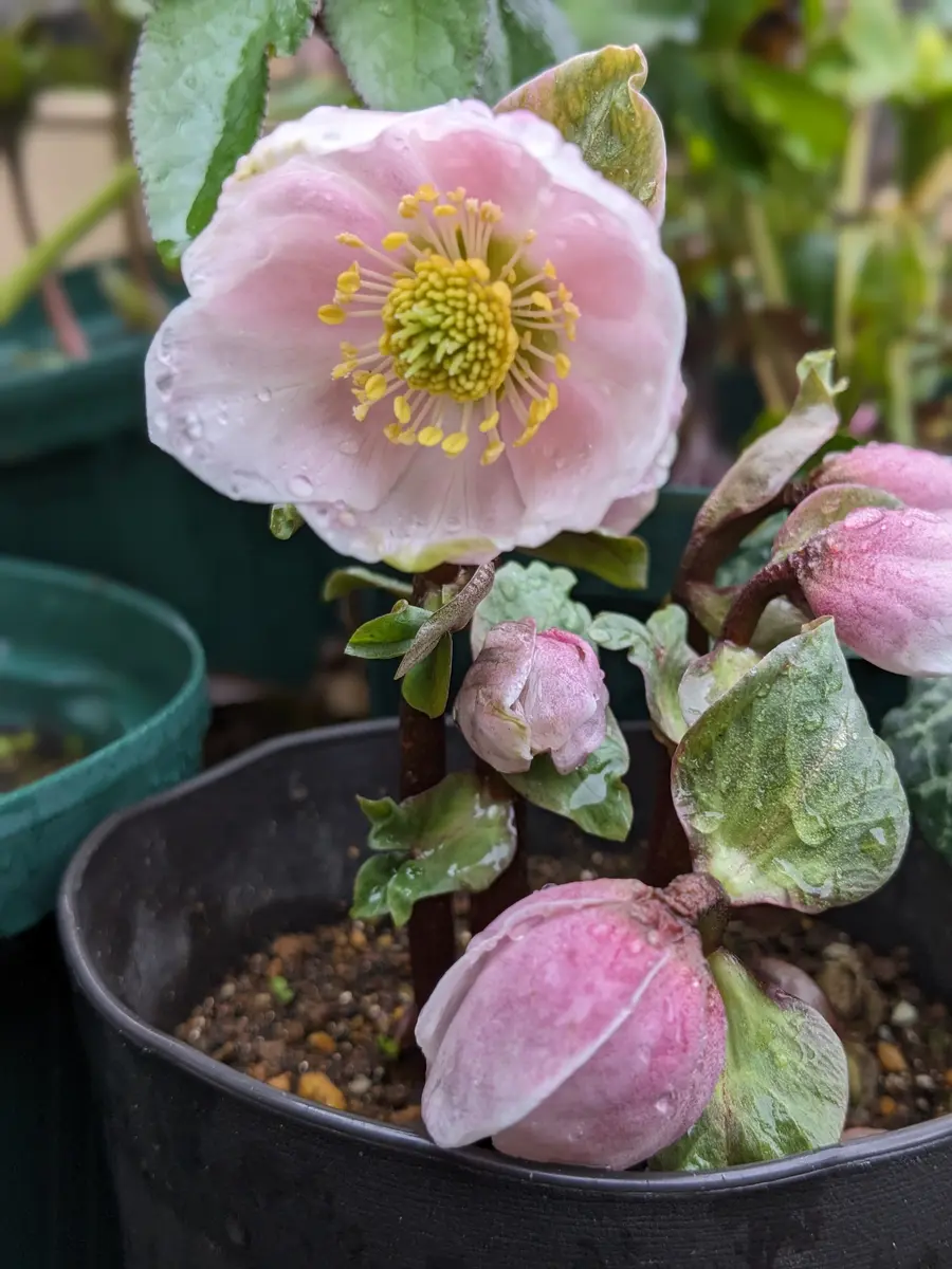 ピンクニゲルss2023年購入「我が家のクリスマスローズちゃん」の