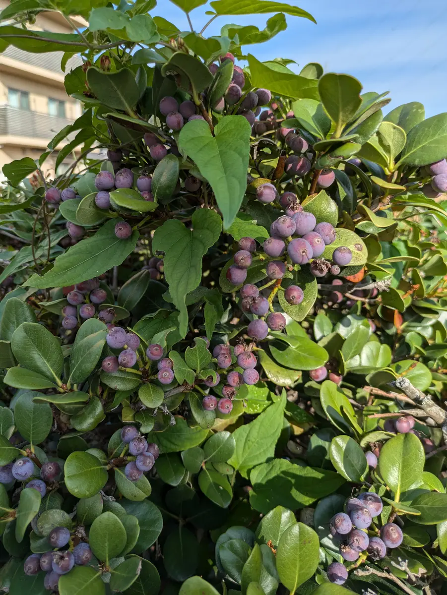 img_cache_a_66769_2_1728641697