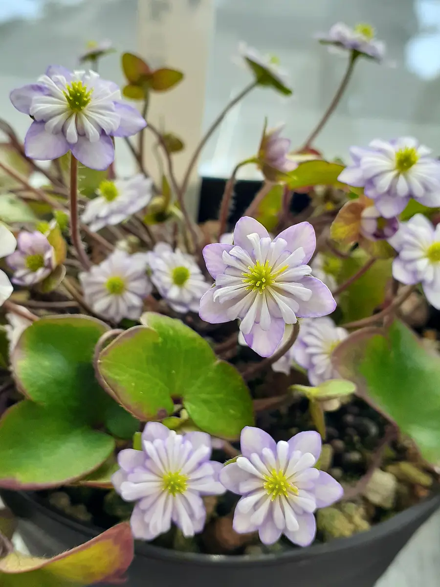 🌿雪割草二段咲一気に開花しました。「2024年🌼🌿🍀」のアルバム