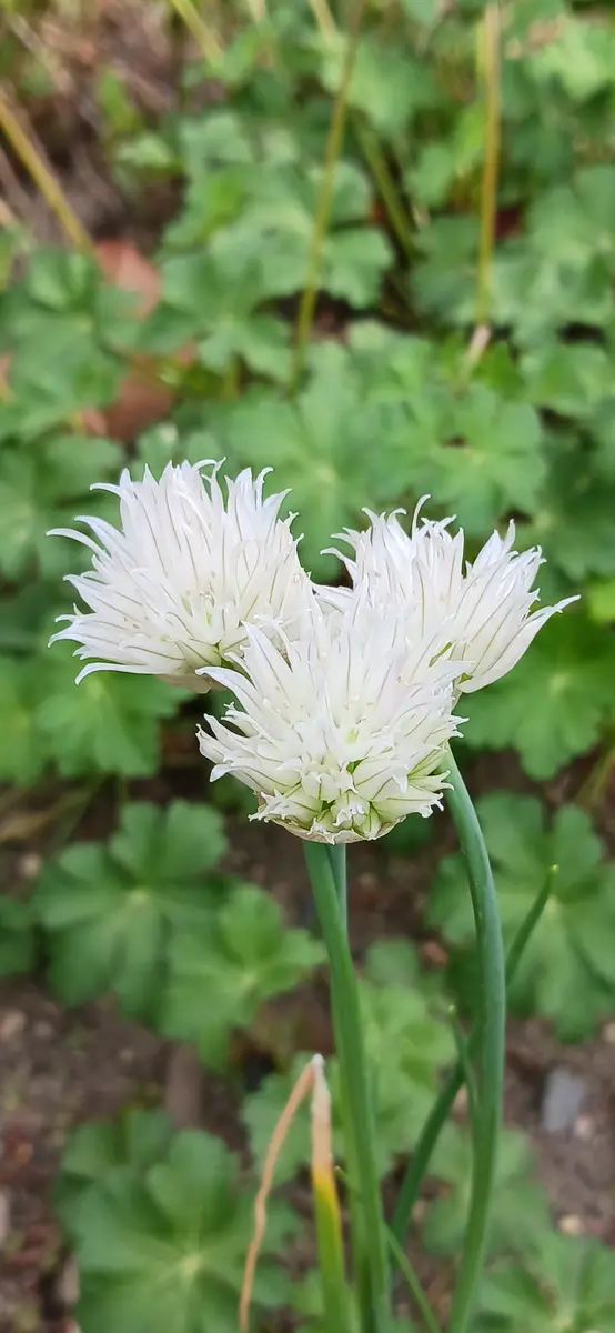 ?チャイブ白花ふんわりして可愛いお花...「2024年???」のアルバム 