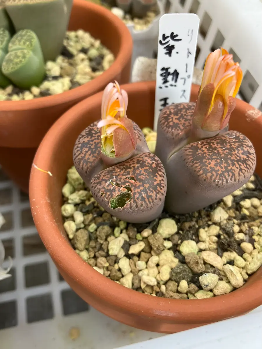 紫勲玉かじられました🥲「2024多肉植物」のアルバム-みんなの趣味の