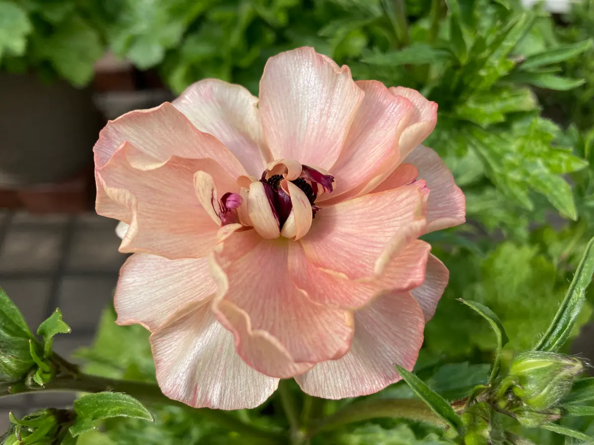 ラナンキュラス ラックス ヘスティア「2024年 ラナンキュラス