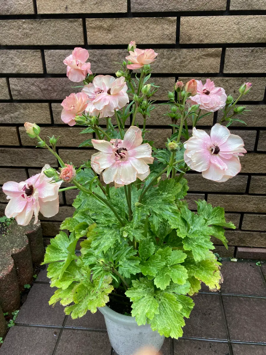 ラックス ヘスティアの全姿です。来年「2024年 ラナンキュラス