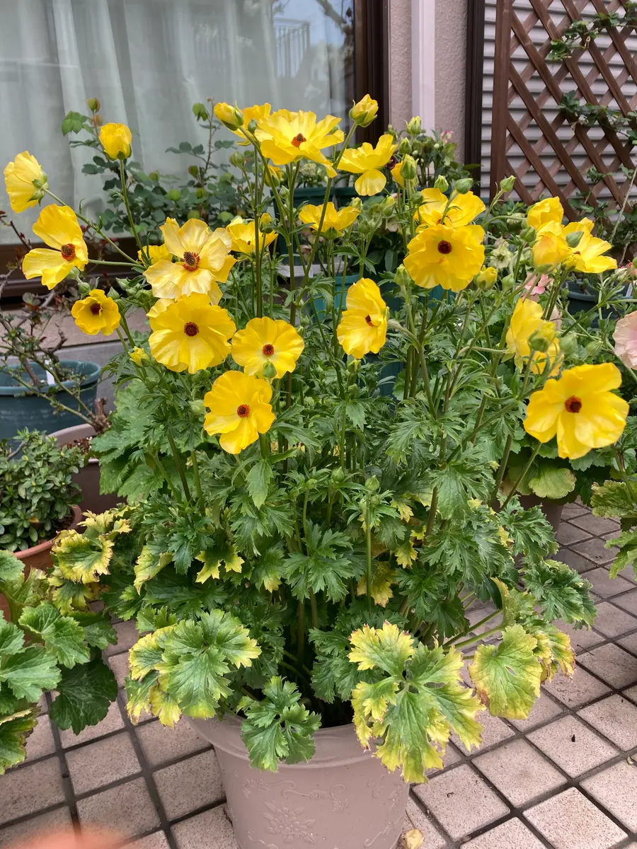 ラナンキュラスラックス　アルテミス1 変わり咲き　星咲き　オレンジの縁取り ラックス アルテミスわずか9日で満開「2024年 ラナンキュラス