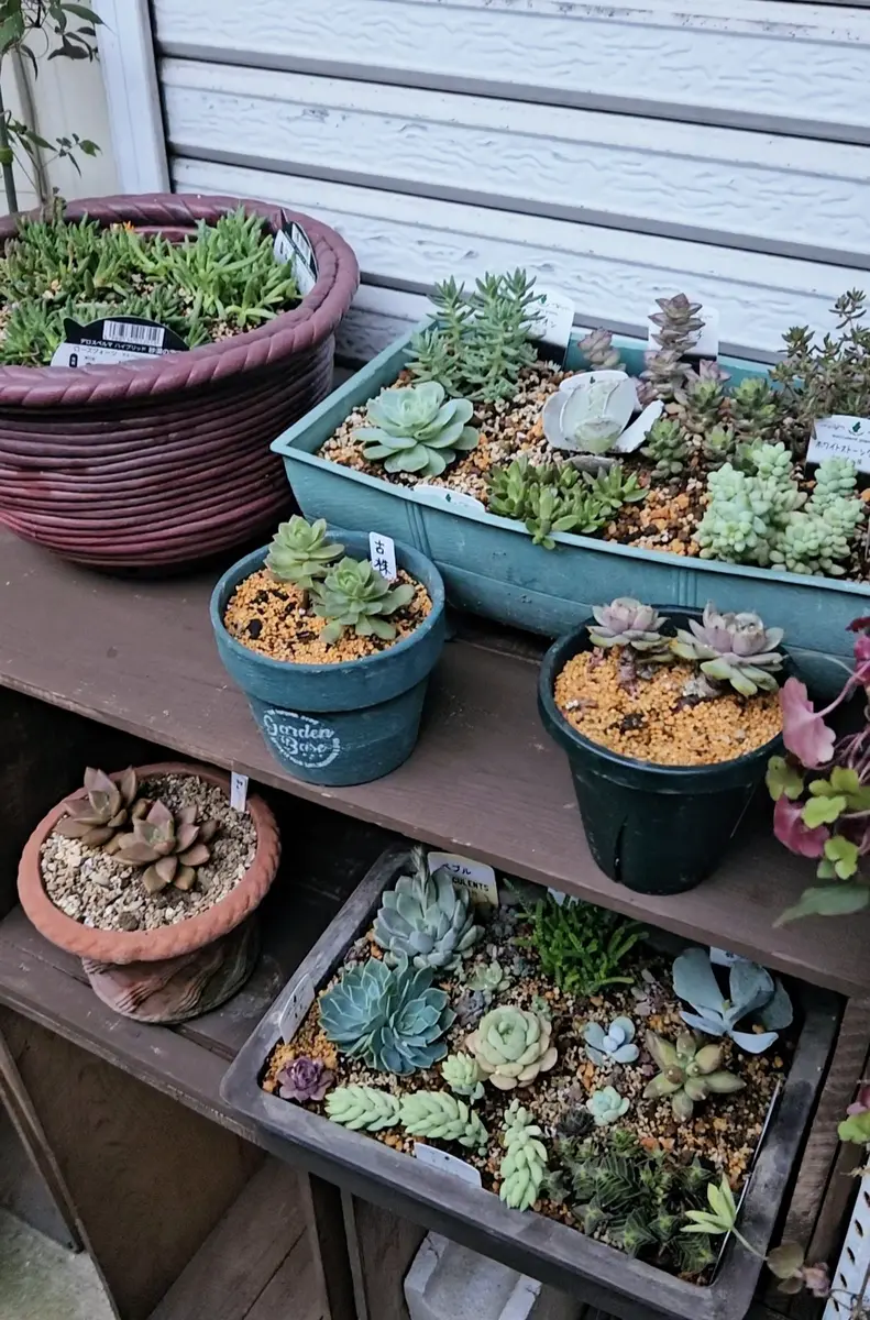 専用コーナー　多肉植物 専用コーナー 多肉植物