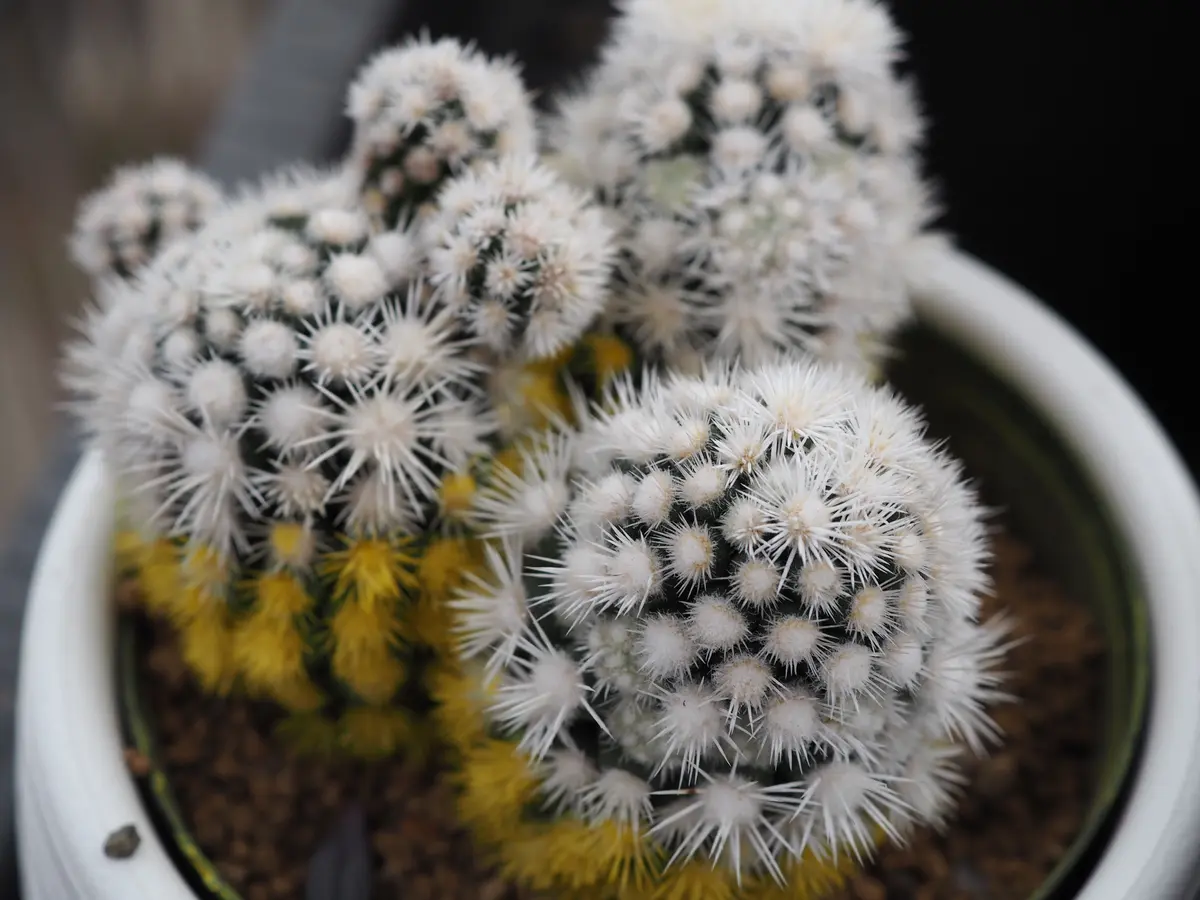 貴重実生品種‼️花サボテン 良香 12年株 貴重実生品種‼️花サボテン