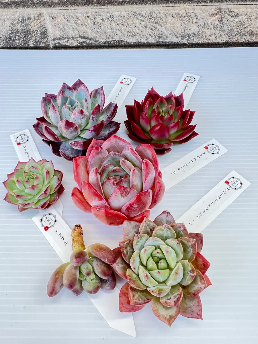 激安大特価！ 可愛い〜多肉植物✨紅葉も綺麗♡「多肉植物 韓国苗」のアルバム その他多肉植物
