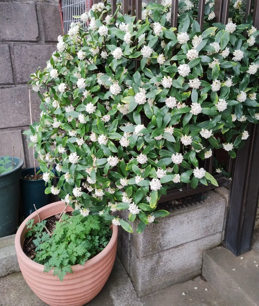 今年も赤と白の沈丁花が良い香り。長い「2024庭の記録」のアルバム