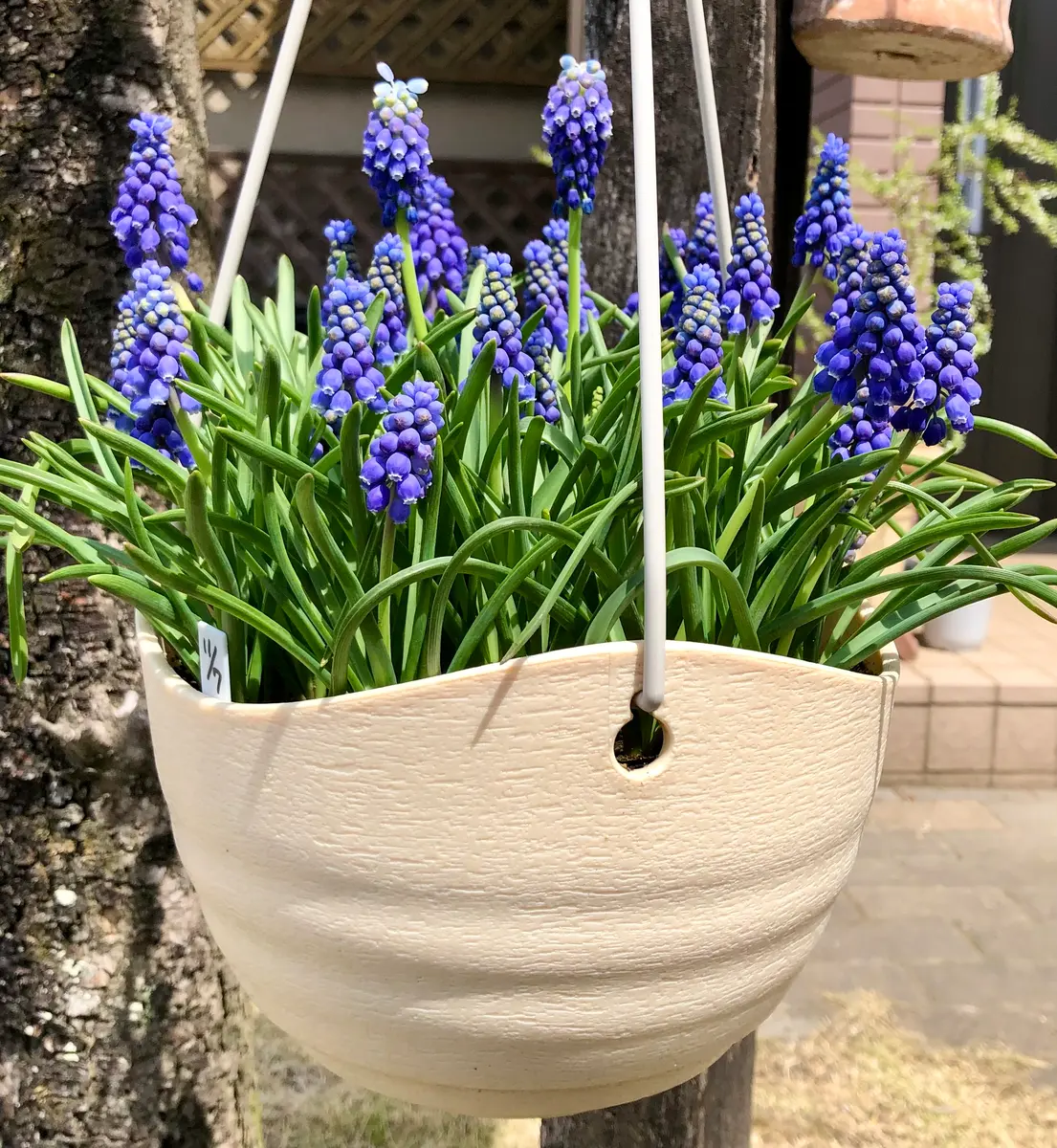 6月発送ご希望 ムスカリ球根