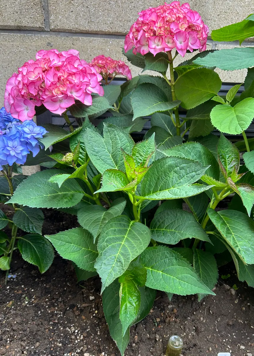 多肉植物　マリー・アントワネット錦 専用 専用 マリーアントワネット 多肉植物 【公式通販】