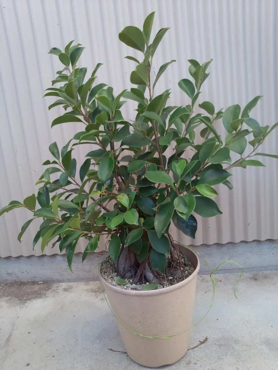 10年以上前に購入したガジュマル。大き「観葉植物」のアルバム