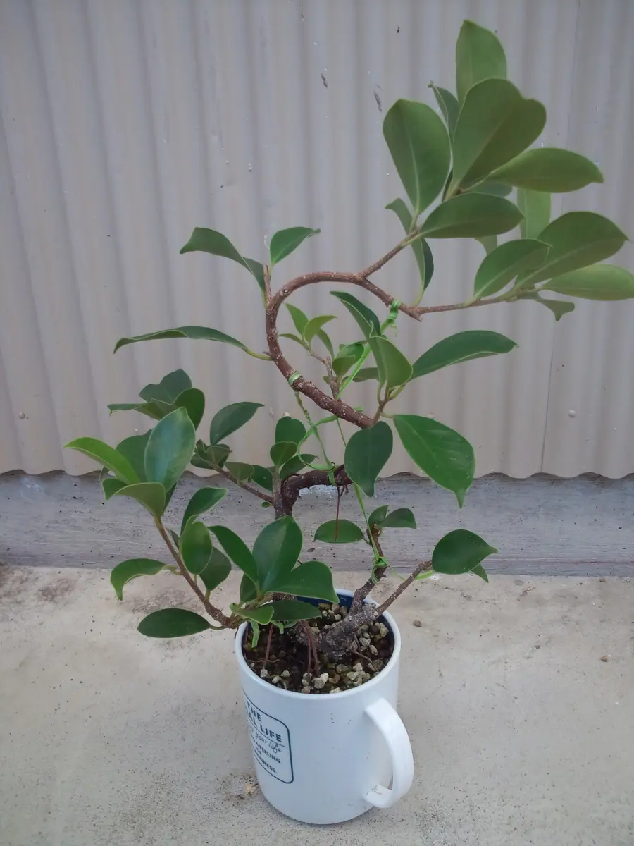 挿し木で、3年目のガジュマル。面白いし「観葉植物」のアルバム