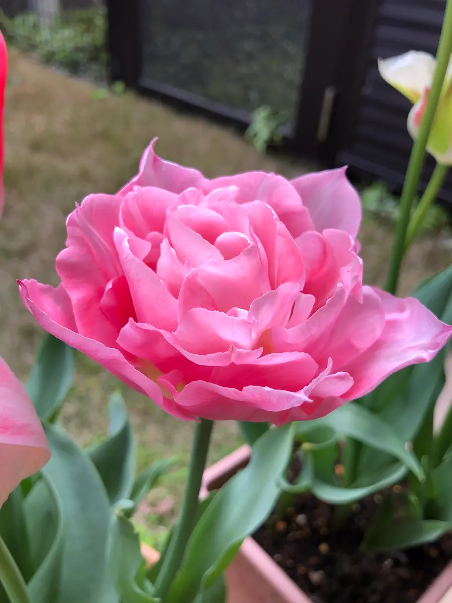 チューリップ マリアージュ 5球入 楽天市場】秋植え球根 チューリップ マリアージュ 球根 5球 春が楽しみ