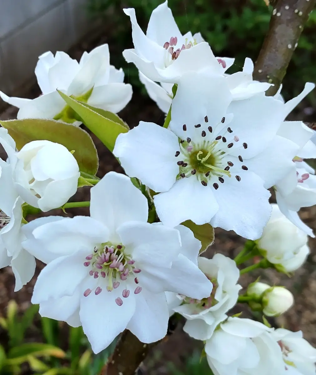 梨の花です🙋開きたてのおしべはピンク「蜜月ガーデン2」の