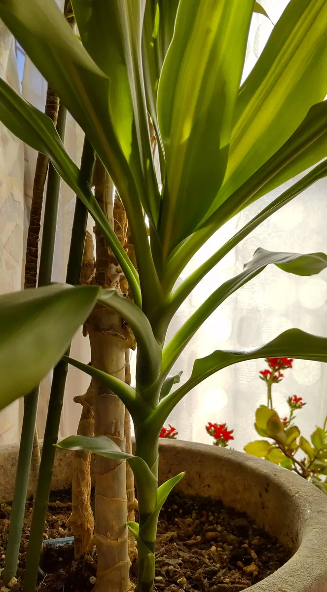 ドラセナ・フラグランス（幸福の木など）の写真-みんなの趣味の園芸2132003