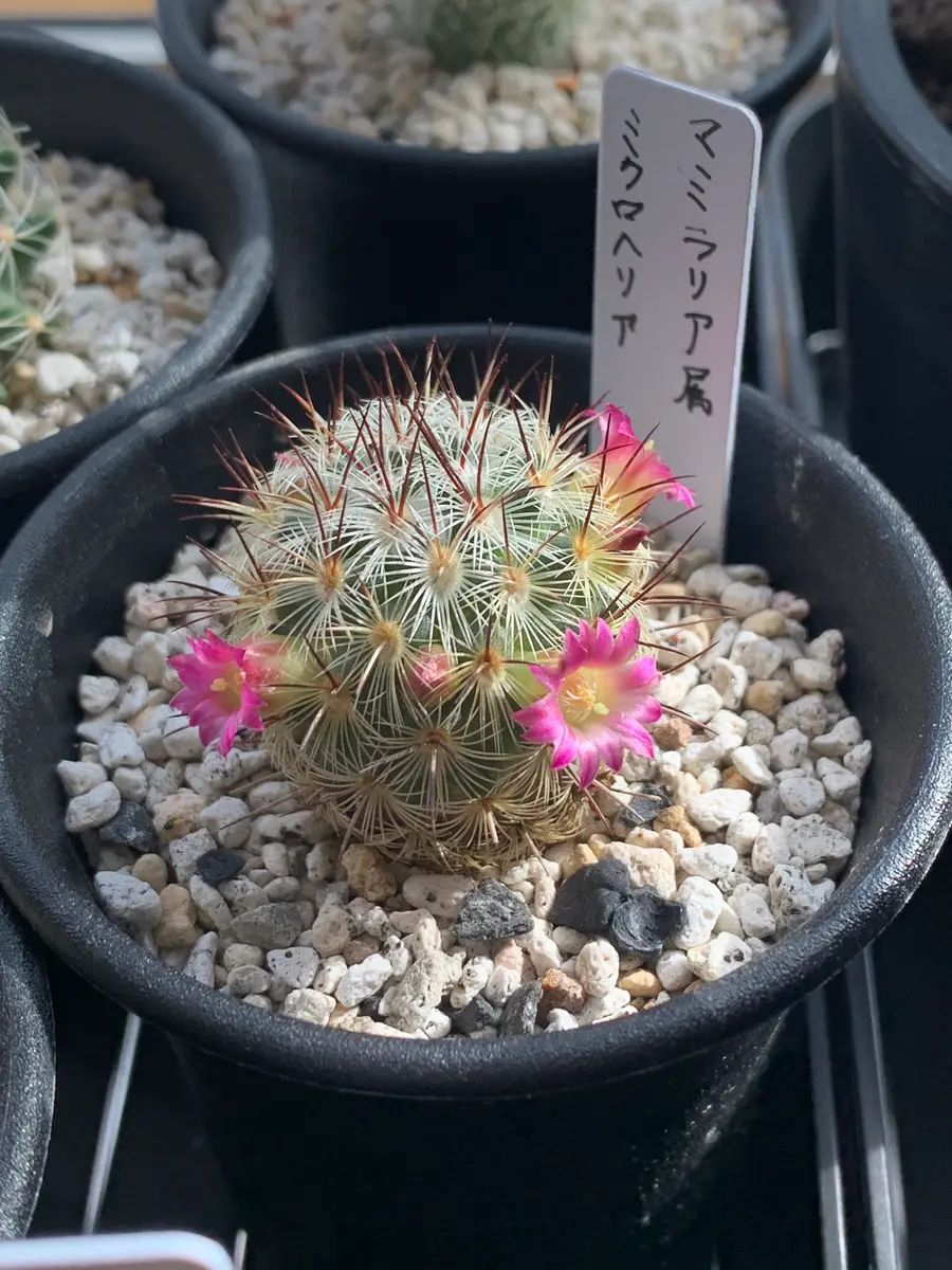 サボテン 激レア マミラリア属 ヘイディアエ 輸入種子 実生 サボテン