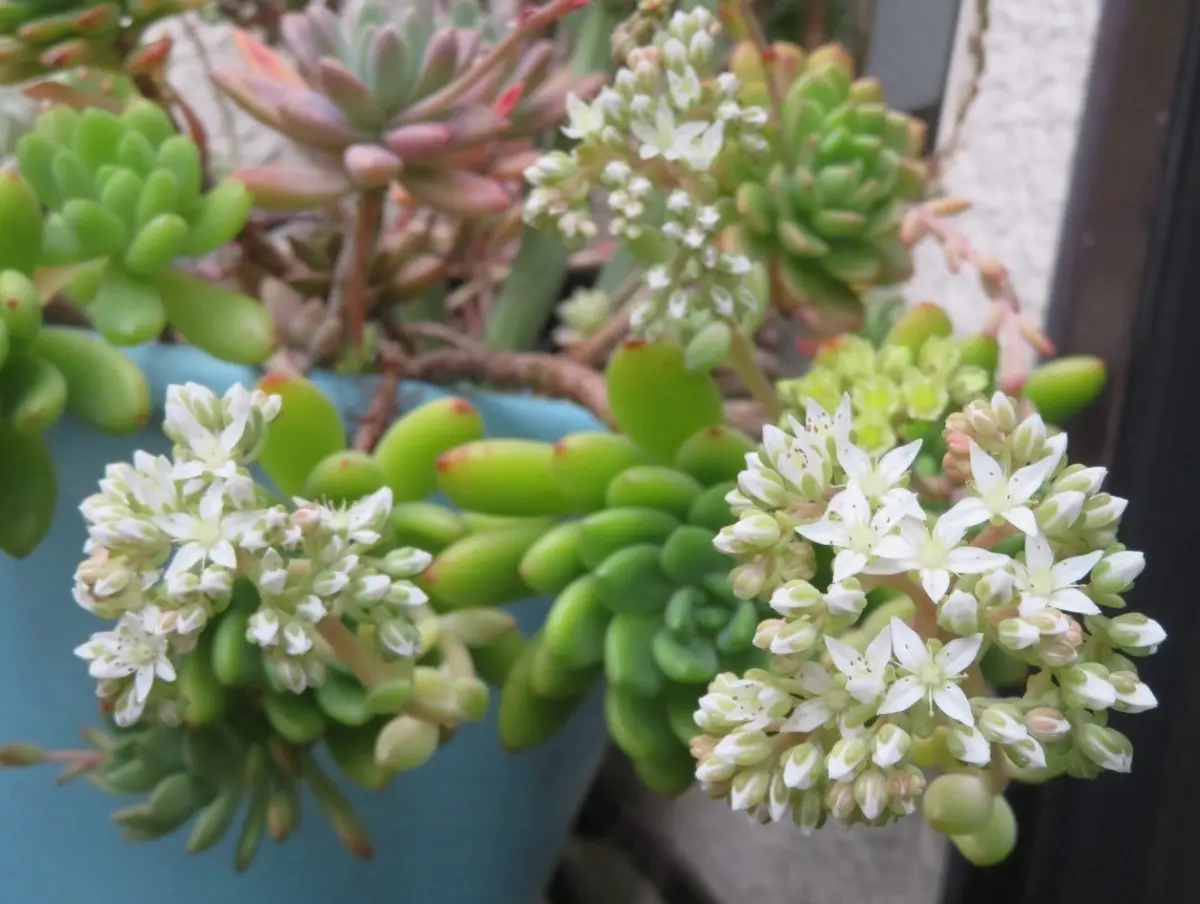 2024/04/09🌻春萌(はるもえ)セダム属の「🌵No.2我家の多肉植物たち