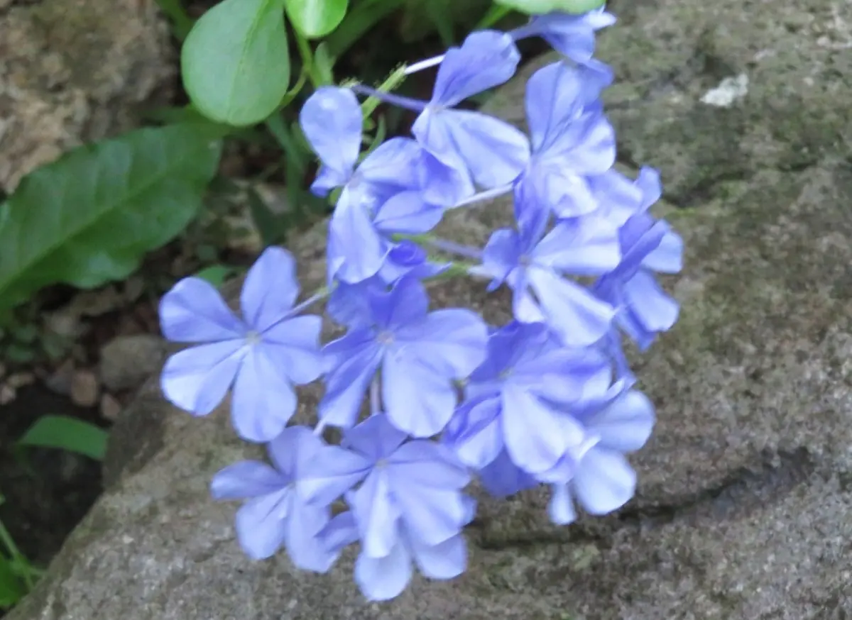 ルリマツリ（プルンバゴ）の写真-みんなの趣味の園芸2504683