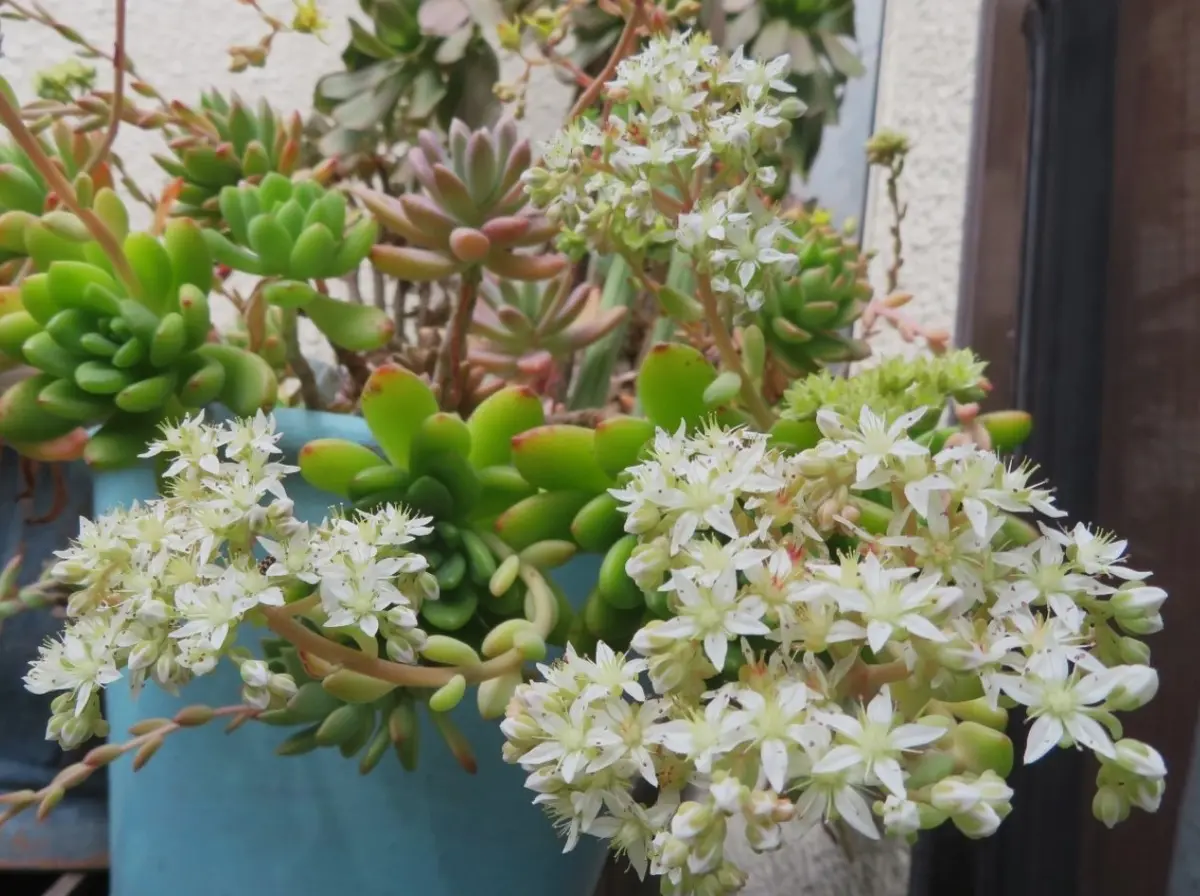🌻たくさん増えた春萌(はるもえ)セダム...「🌵No.2我家の多肉植物たち  