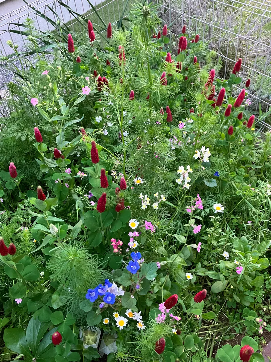 4月30日 南西の庭の花壇の様子です。見...「ワイルドフラワーMIX」の 