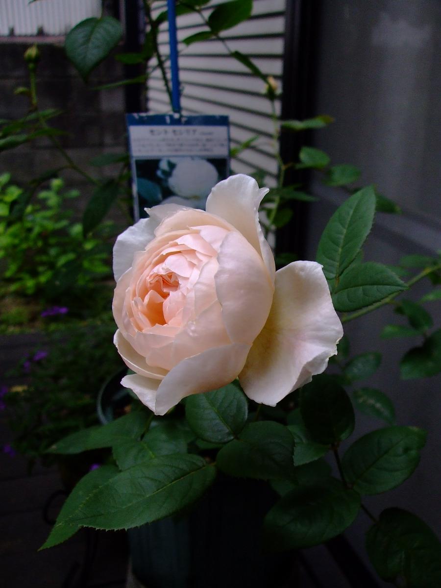 セント・セシリアが開花しました！ 5鉢植えのばら｜アルバム写真
