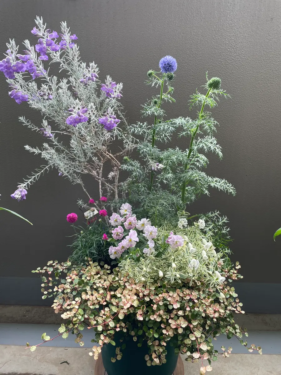 エレモフィラの寄せ植え鉢各々が咲き「エレモフィラの鉢」の