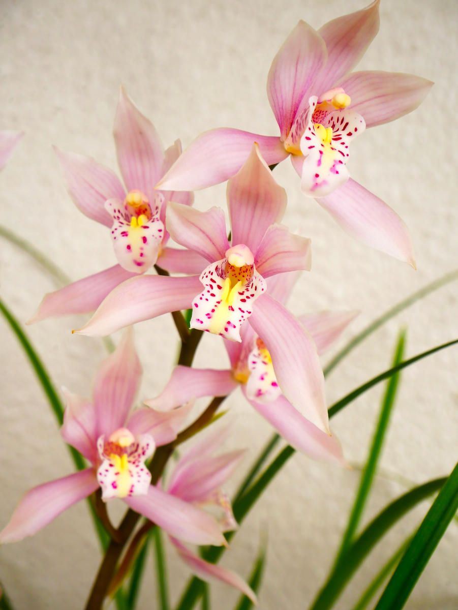 シンビジウム（シンビジューム）の写真-みんなの趣味の園芸2144427