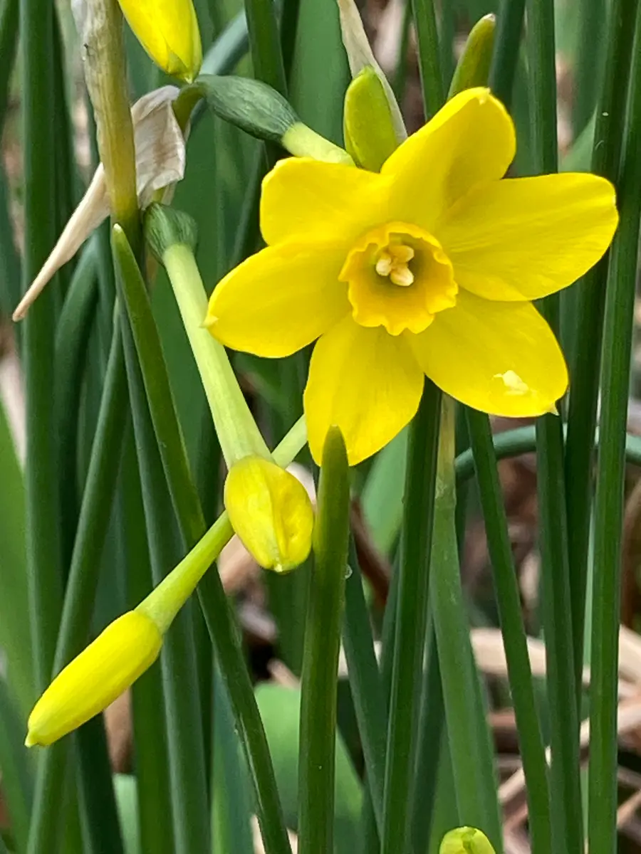 水仙。しずく咲き？花径が2cmくらいの「春の花」のアルバム