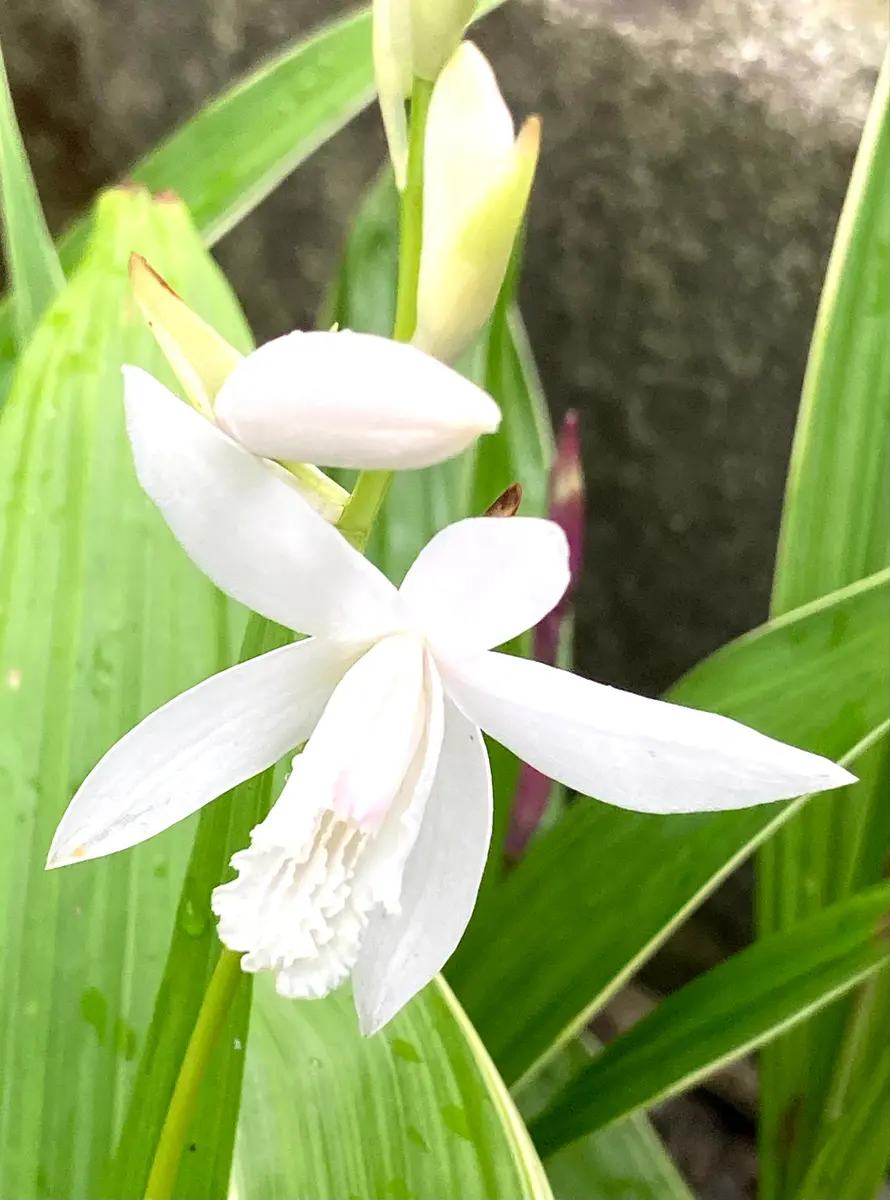 シラン(白)。清楚な白も、綺麗です♪😊「春の花」のアルバム-みんなの