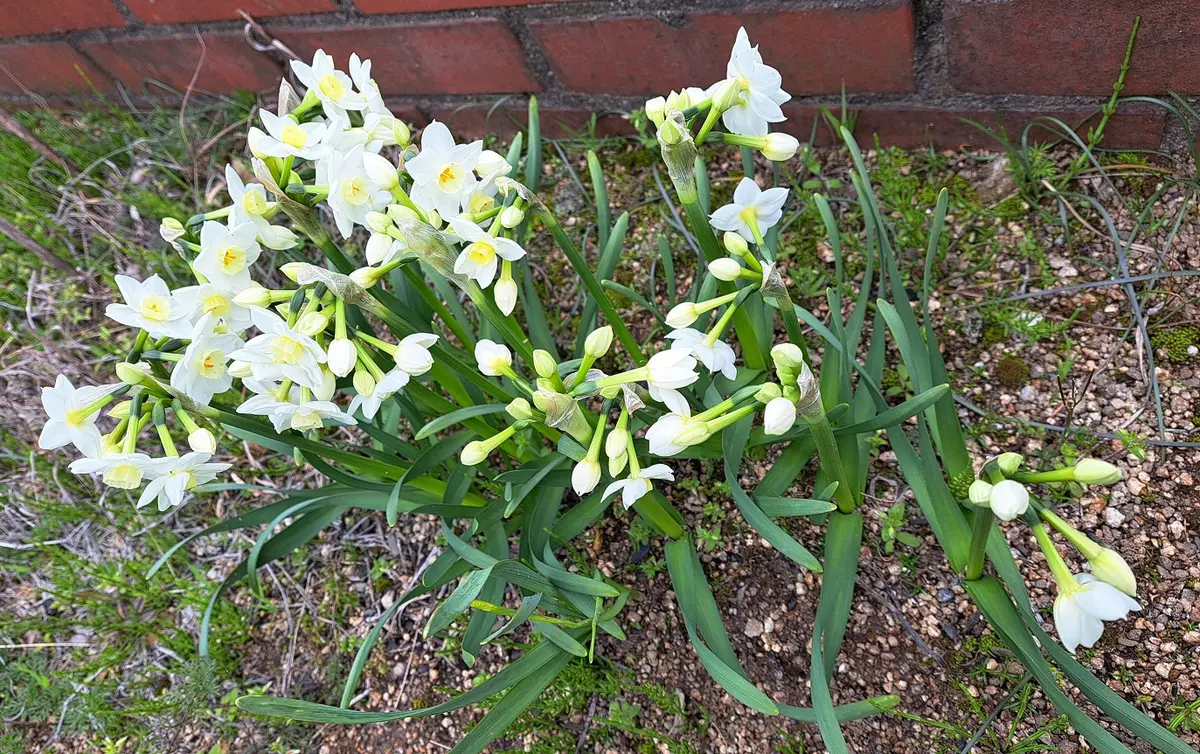 カーポート横の外花壇で、水仙・ガリル「2024年 春の花 （3月