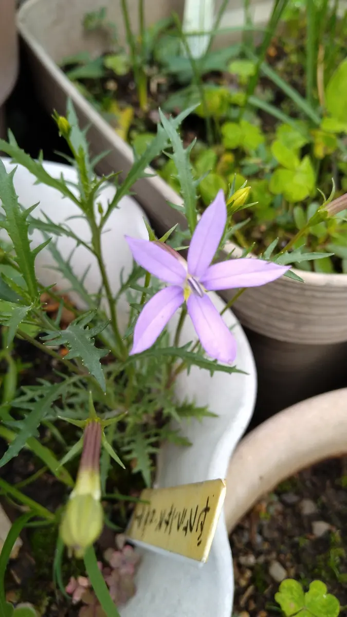 イソトマ こぼれ種から「お気に入りの花」のアルバム-みんなの趣味の
