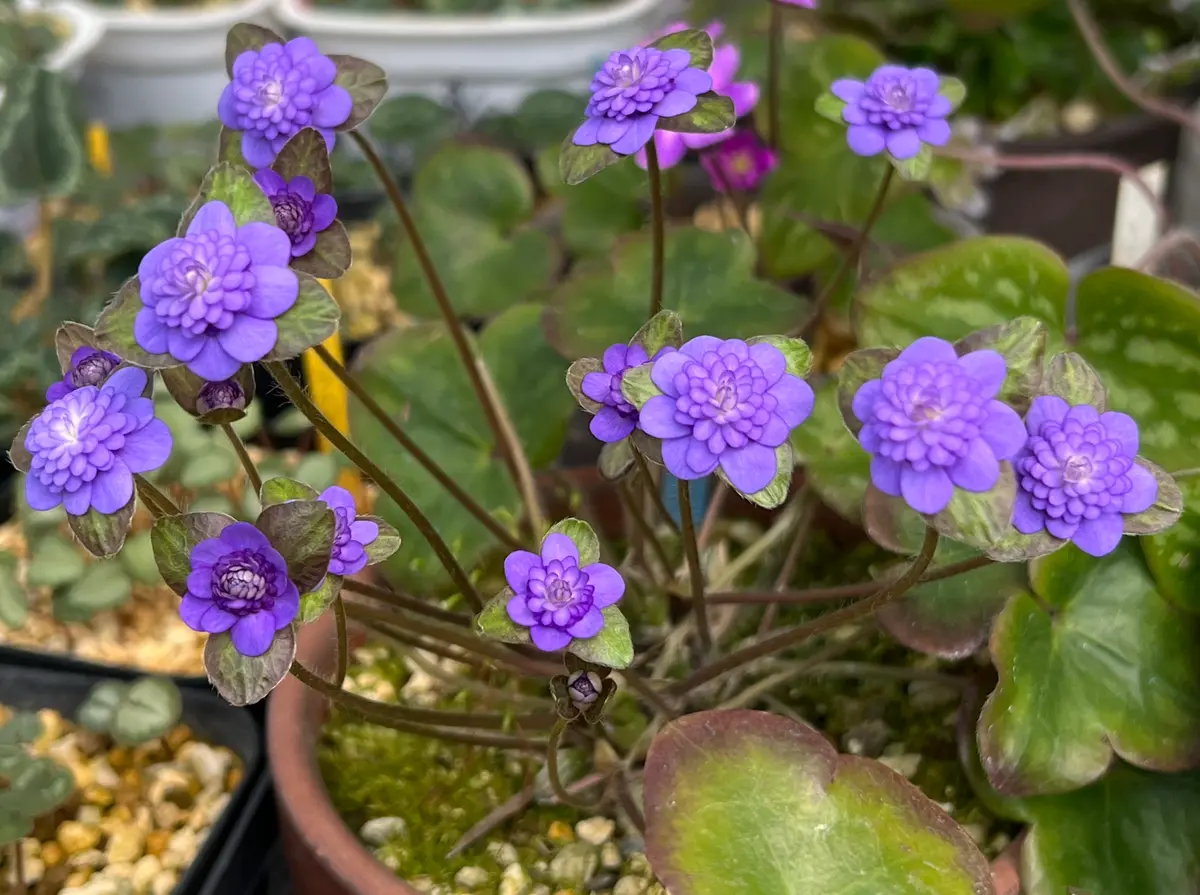 千重咲 青花個人交配株「2024雪割草」のアルバム-みんなの趣味の園芸