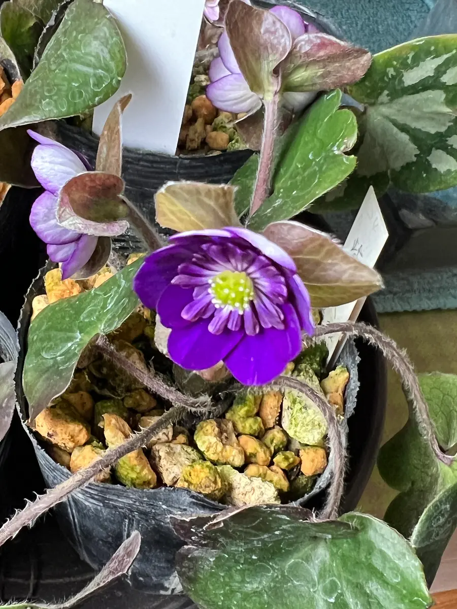 二段咲き 紫吉沢長栄園さんより「雪割草2024年購入品」のアルバム