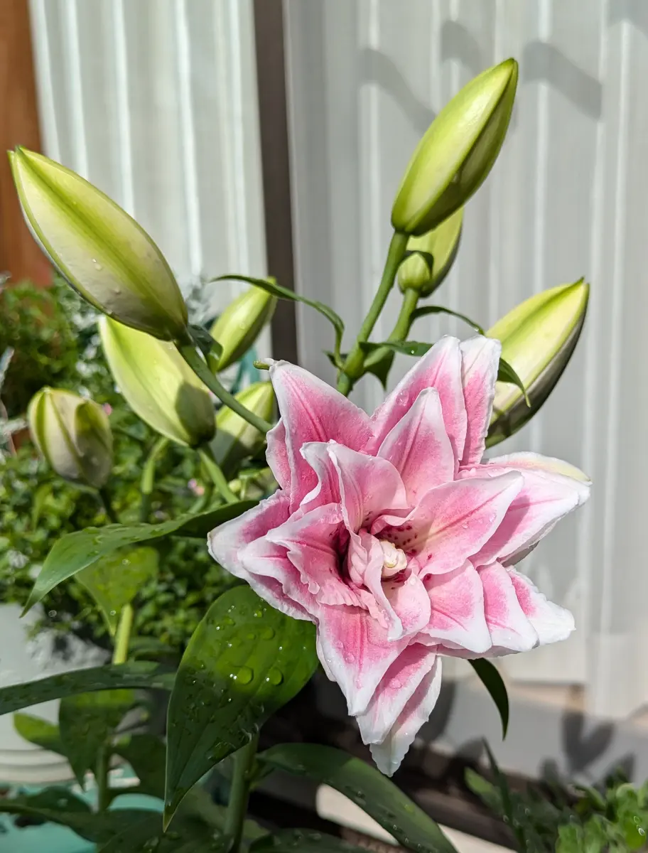 ユリ（百合）の写真-みんなの趣味の園芸2258392
