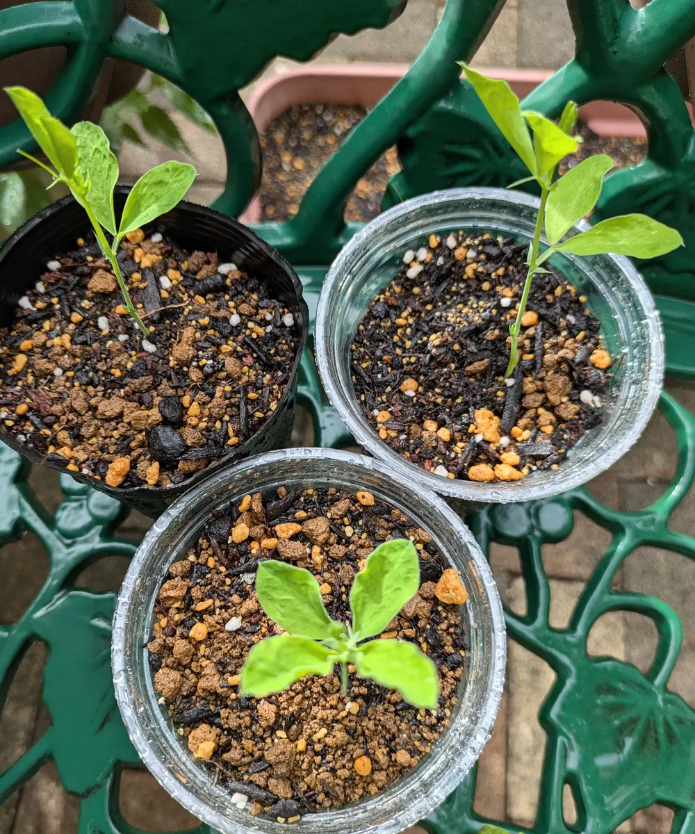 スイトピーの苗芽が出るのが早いです。「花とバタフライガーデン②」の