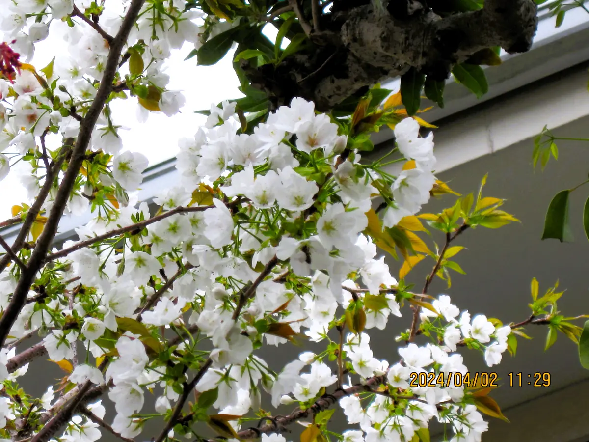 白い桜が満開です。「わが庭の花たち」のアルバム-みんなの趣味の園芸