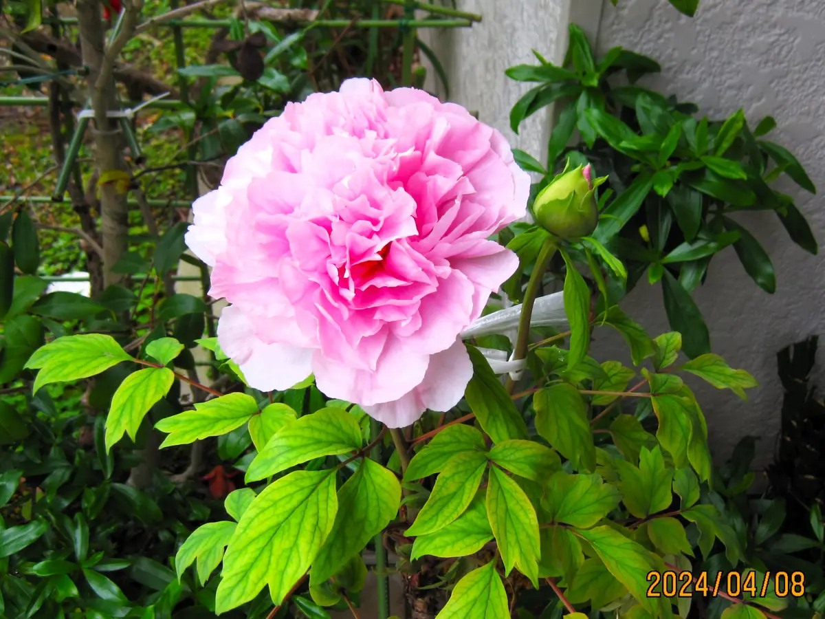 牡丹の鉢植え3年目花が咲きました「わが庭の花たち」のアルバム
