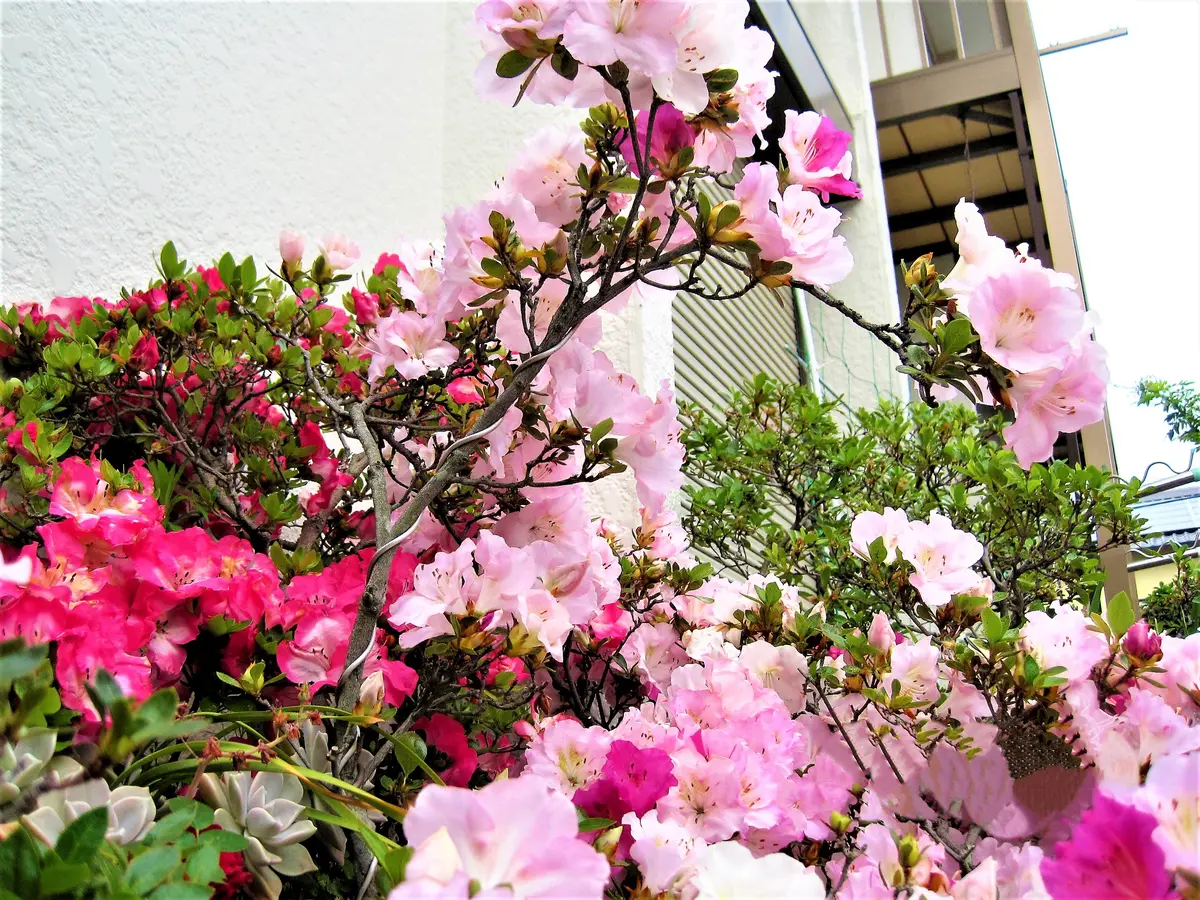 サツキ（一生の春と左のピンクは真如の「わが庭の花たち」の