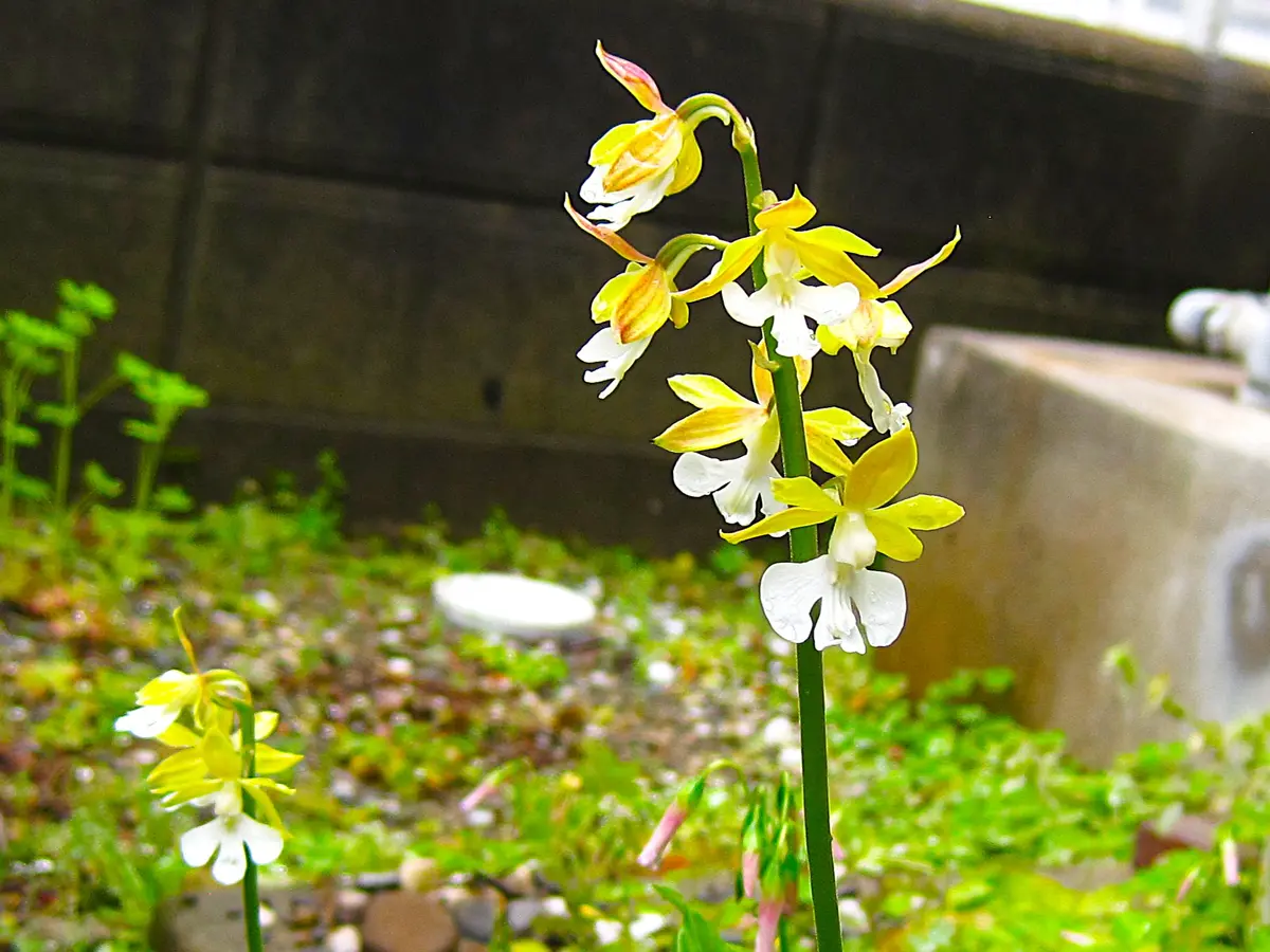 エビネが木陰で咲いています。「わが庭の花たち」のアルバム-みんなの