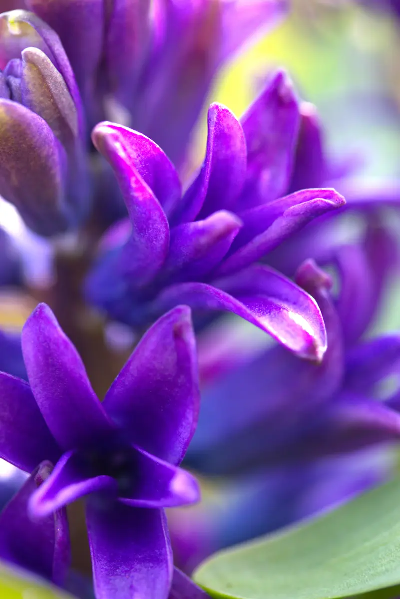 ヒヤシンスの花びらのアップ「青紫ヒヤシンス開花」のアルバム