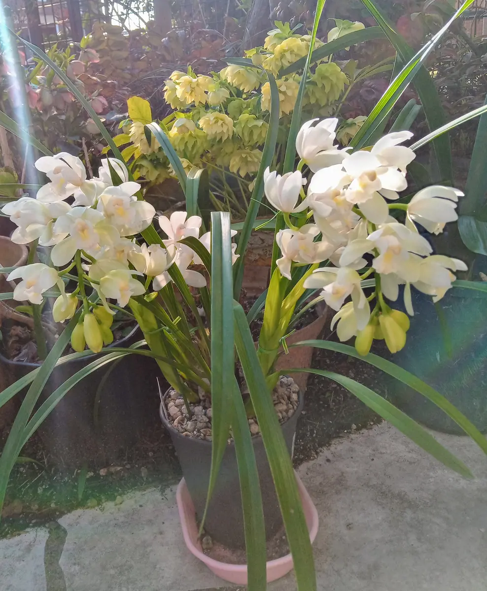 テーブルシンビ「アイスダンス」昨年咲「2024年3月の花」のアルバム