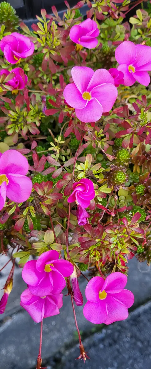 お隣さんから頂きましたかわいいピンク🌸「オキザリス(かたばみ)」の