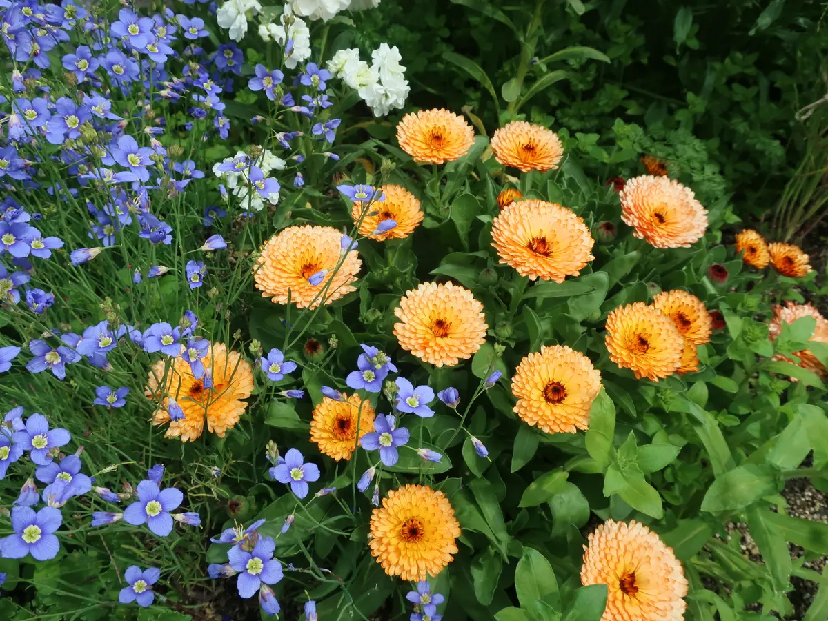 カレンデュラ（キンセンカ）の写真-みんなの趣味の園芸2155532