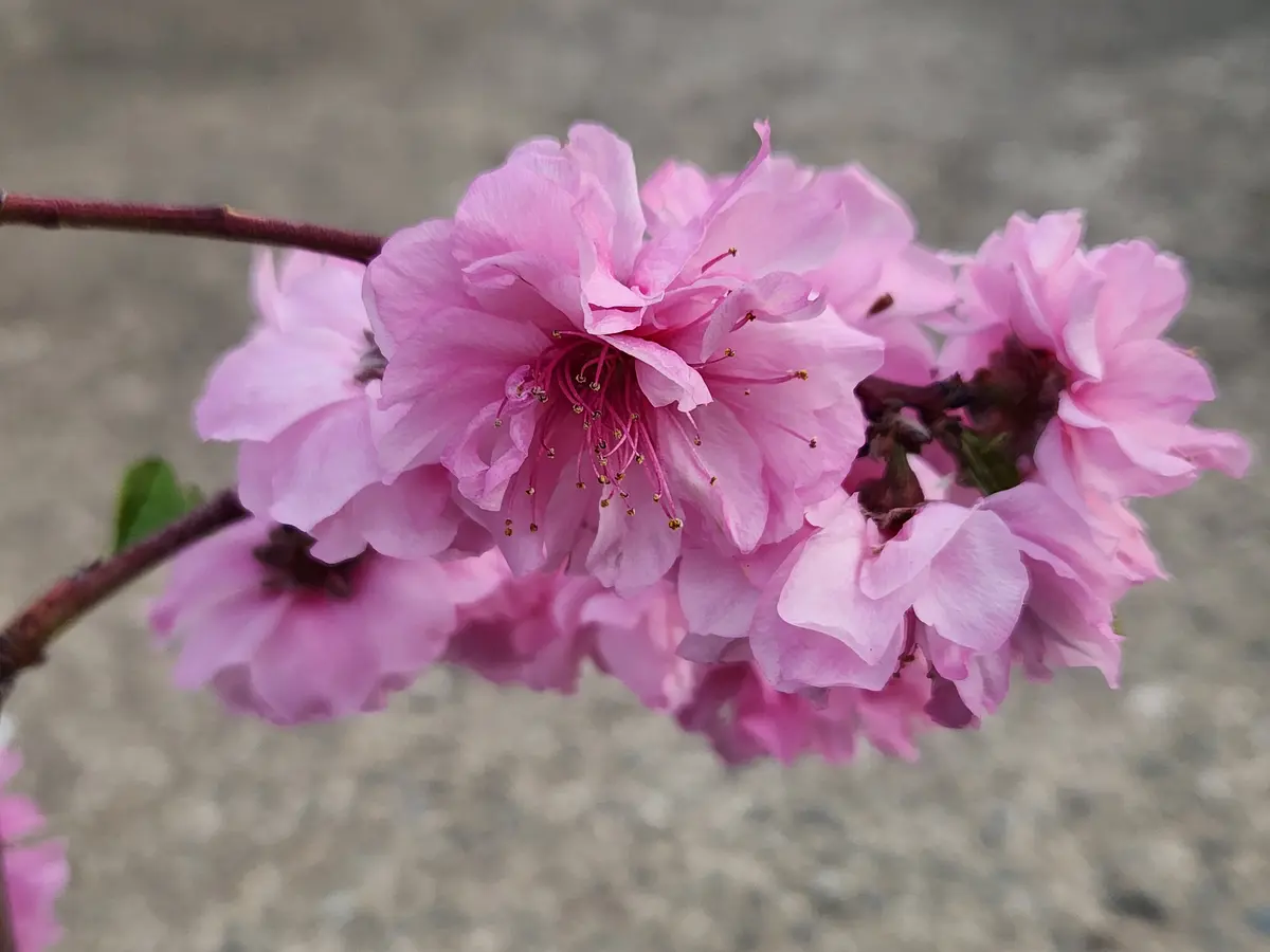 【超歓迎】 鉢植えの花桃「ひなのたき」の花が咲き「果樹2024」の 果樹