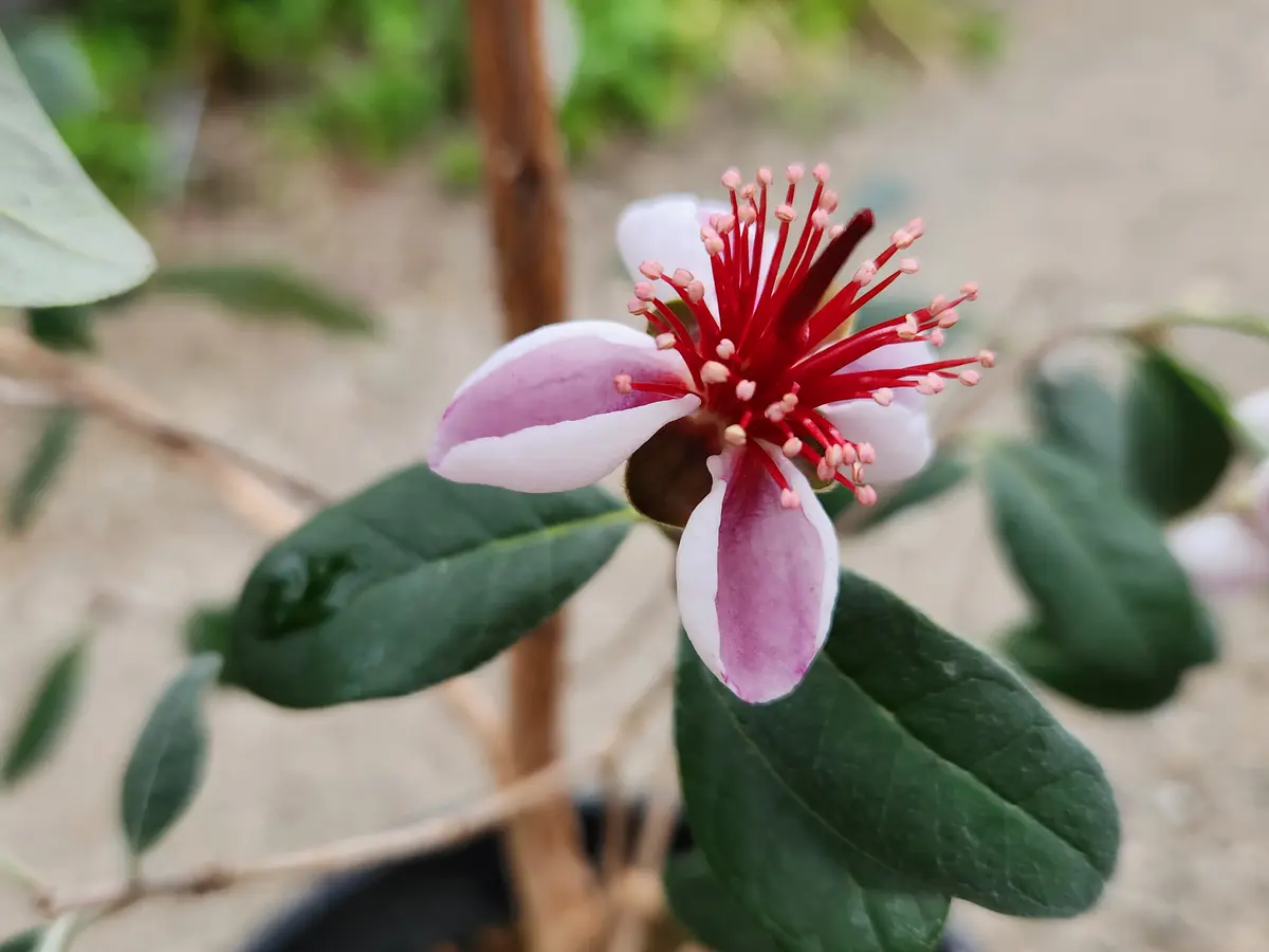 フェイジョア「マリアン」の花が咲きま「果樹2024」のアルバム