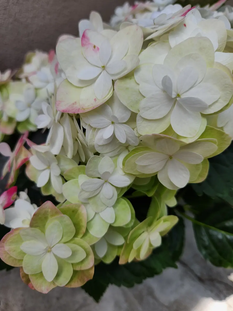 2024最新のスタイル ダブルダッチ「ゴーダホワイト」花びら「紫陽花」のアルバム クラフト・布製品